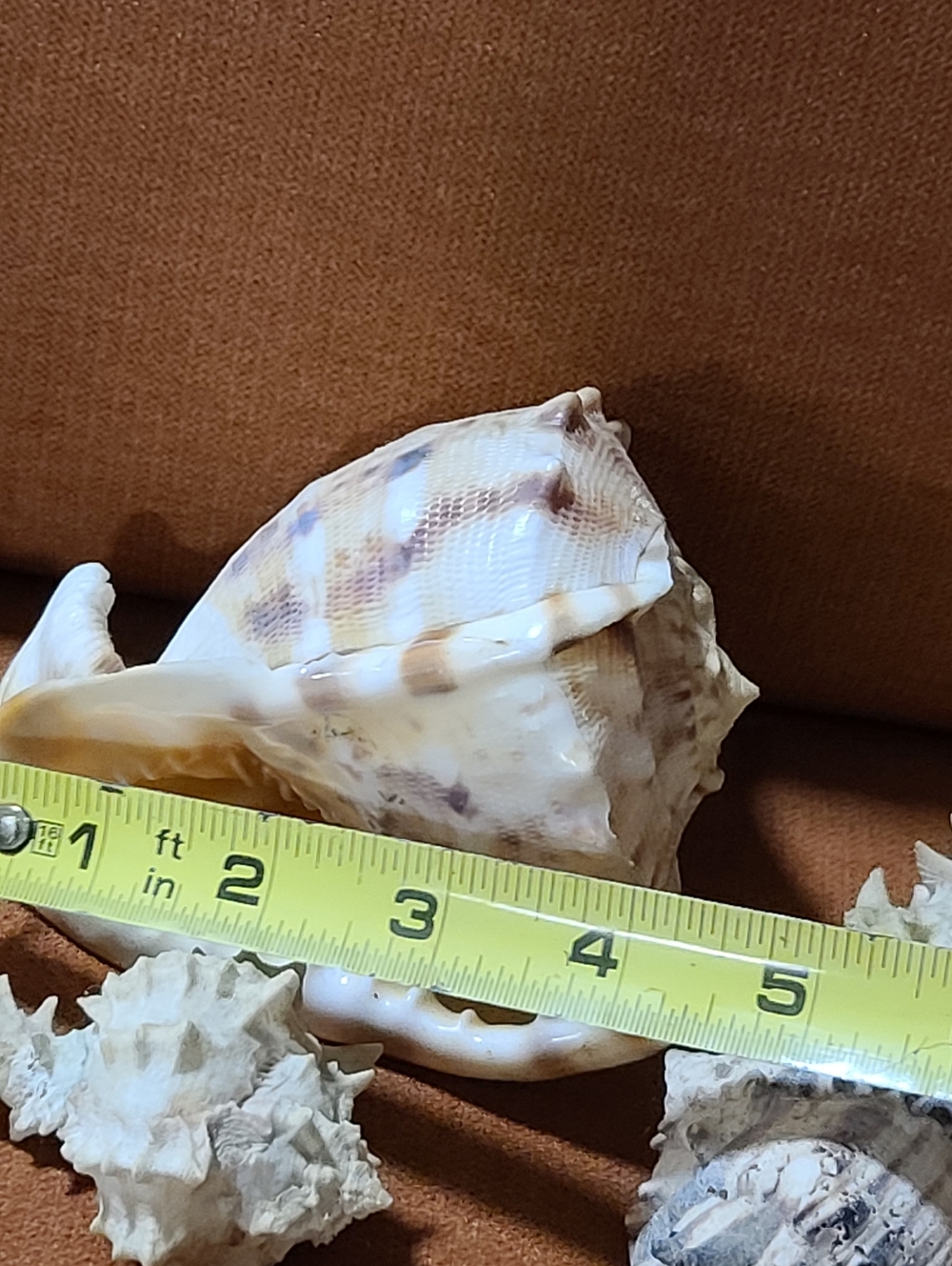 Mixed Natural Sea Shell Lot With Large Cassius Cornuta, Hexaplex Radix Murex - Picture 3 of 8